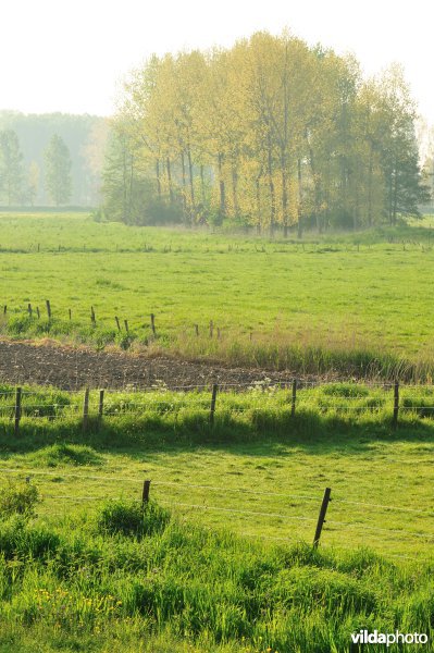 Natuurgebied Weijmeerbroek
