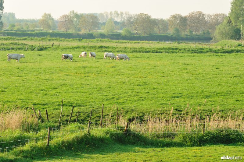 Natuurgebied Weijmeerbroek