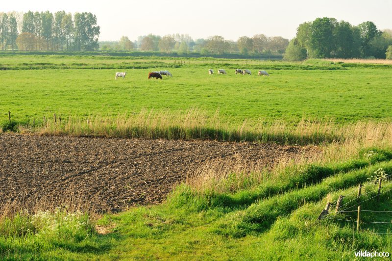Natuurgebied Weijmeerbroek