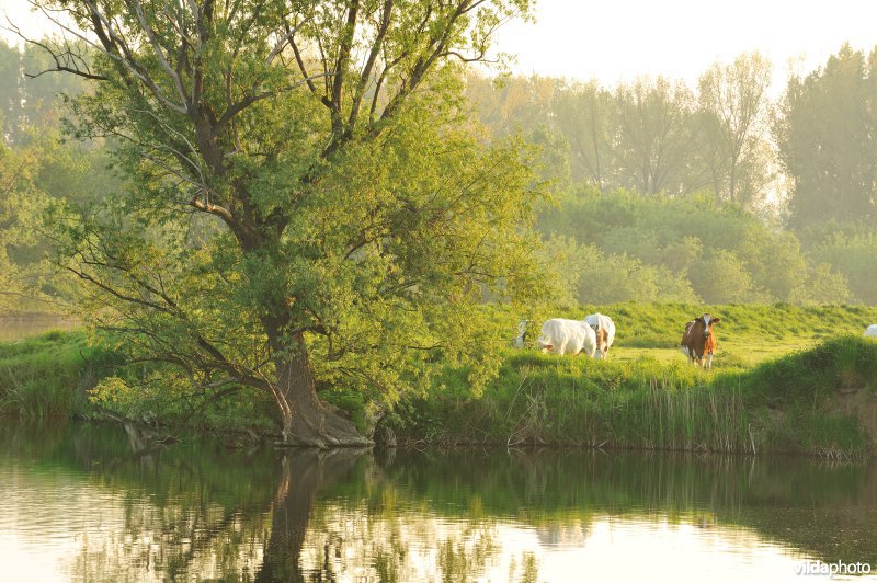 Natuurgebied Weijmeerbroek