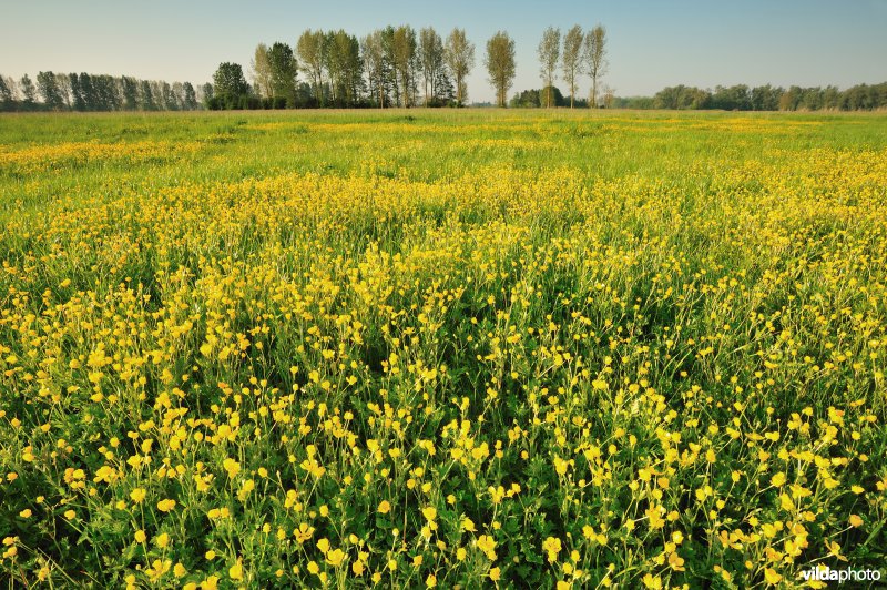 Kruipende Boterbloem in het Weijmeerbroek