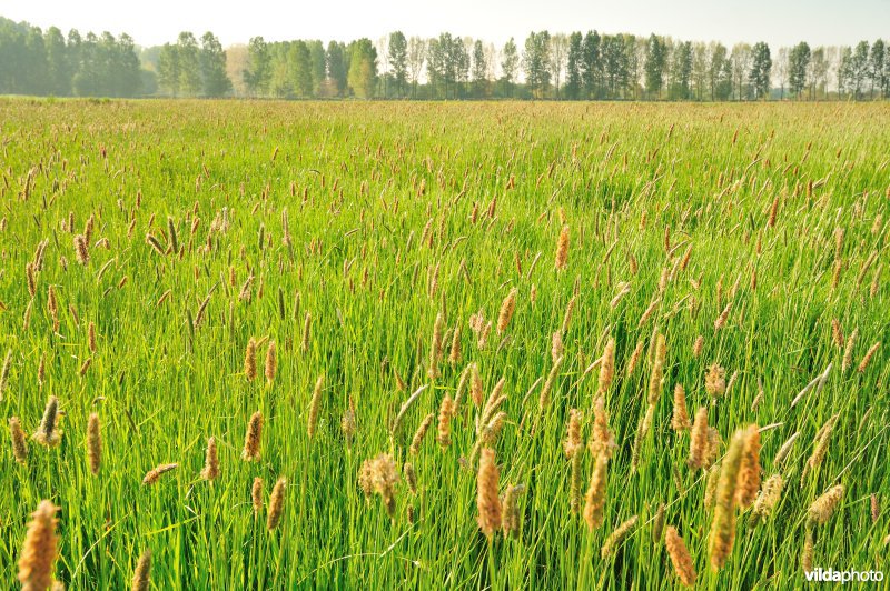 Grote vossestaart in het Weijmeerbroek