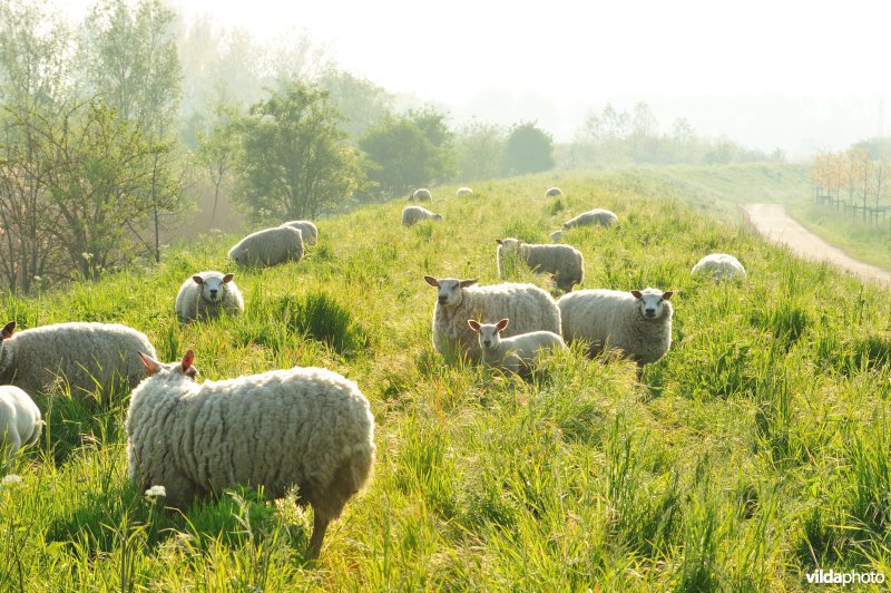 Schapenbegrazing op de dijken van de Durme