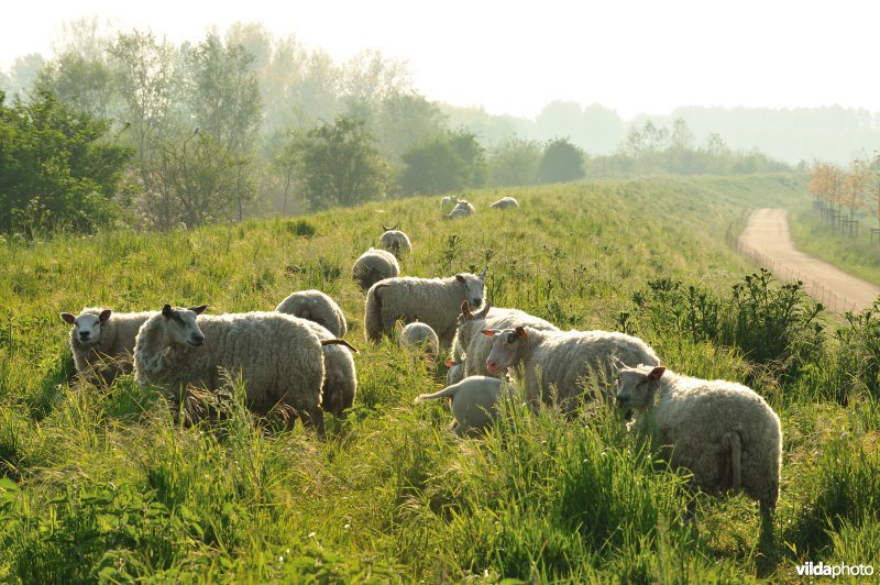 Schapenbegrazing op de dijken van de Durme