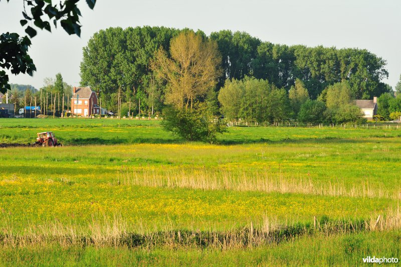 Paardebroek in Berlare