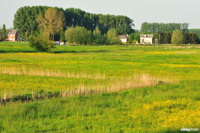 Paardebroek in Berlare