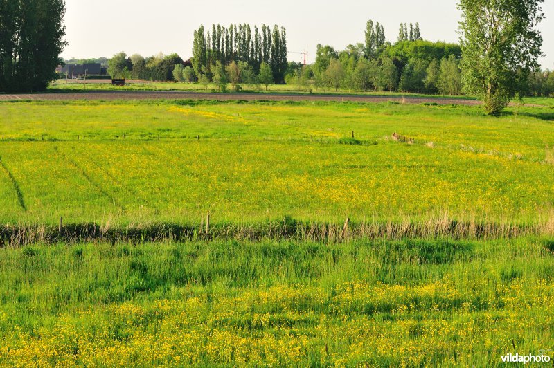 Paardebroek in Berlare