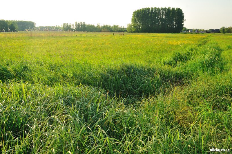 Paardebroek in Berlare