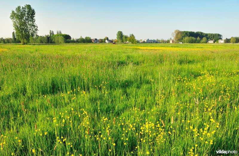 Paardebroek in Berlare