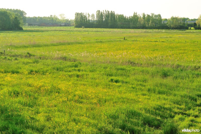 Paardebroek in Berlare