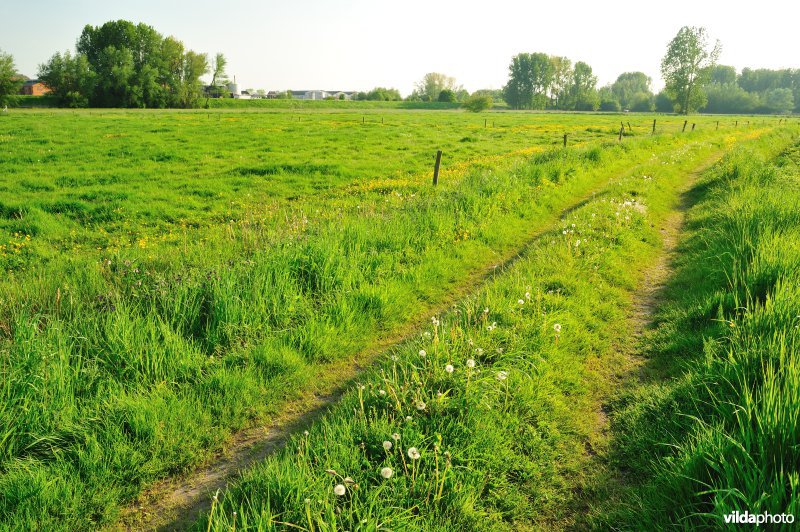 Paardebroek in Berlare