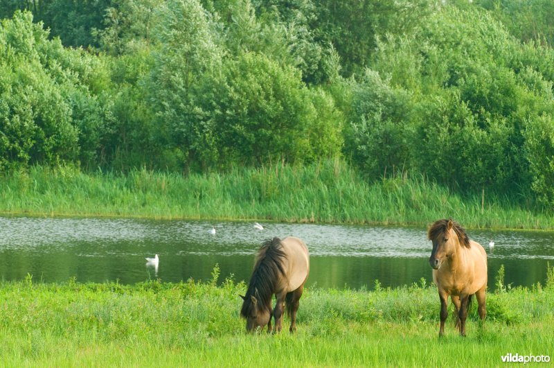 Vlakte van Zwijndrecht