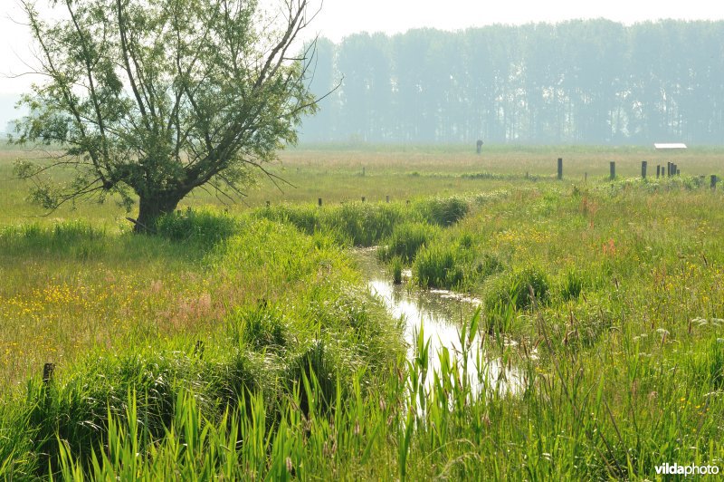 Vingelinkbeekvallei