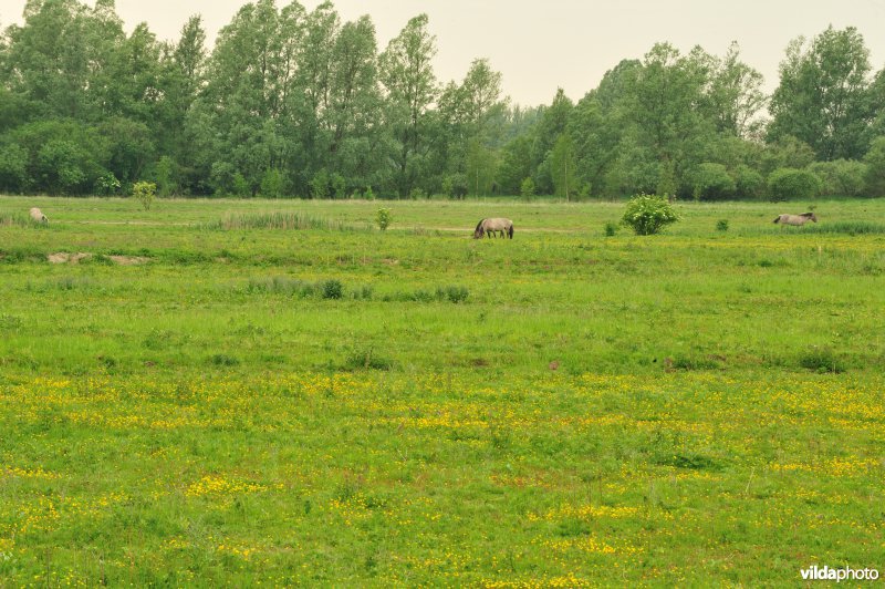 Haasop-Zuidelijke Groenzone