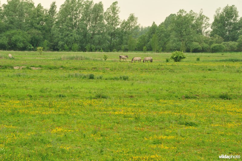Haasop-Zuidelijke Groenzone