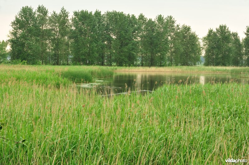 Haasop-Zuidelijke Groenzone