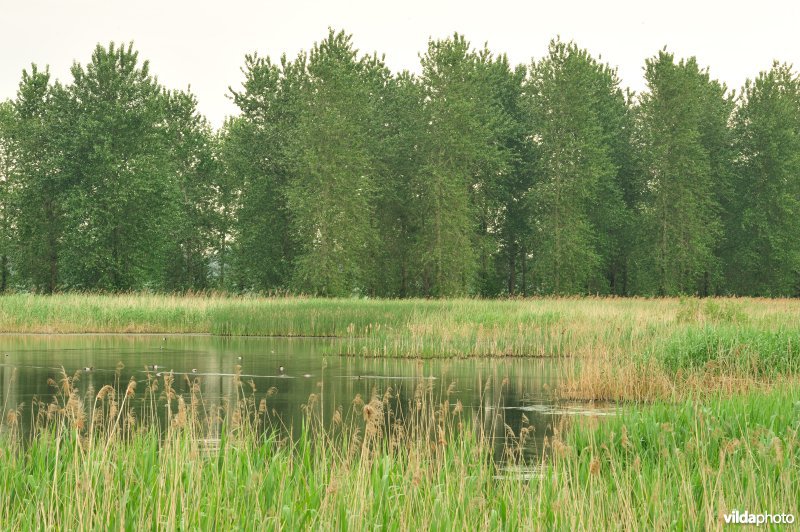 Haasop-Zuidelijke Groenzone