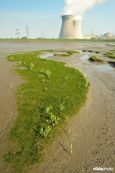 Paardenschor in Doel