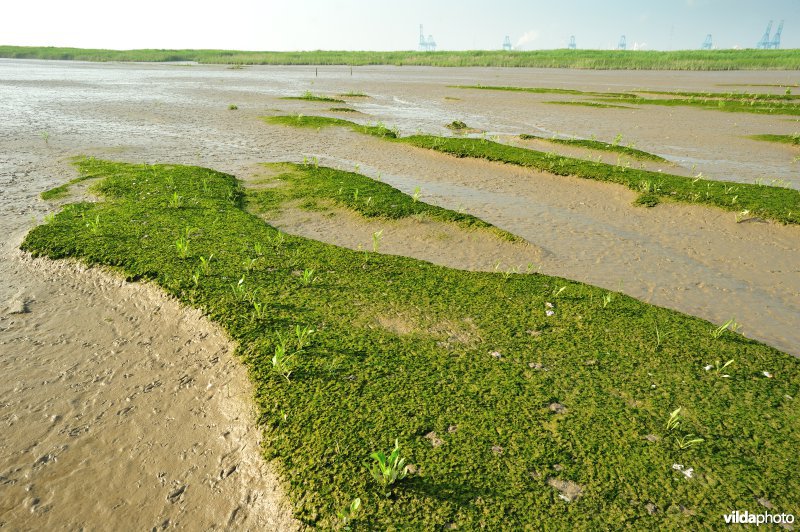 Paardenschor in Doel