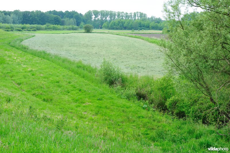 Groot-Broek