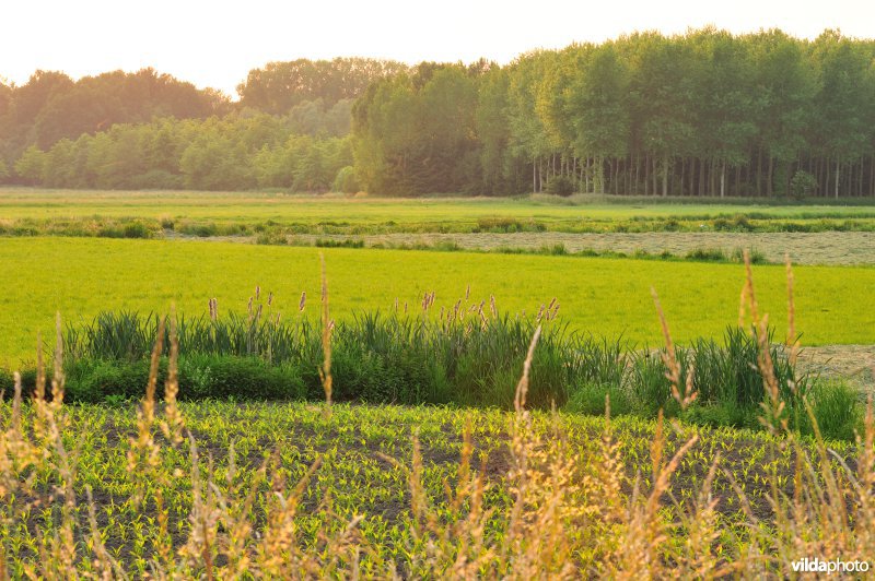 Groot-Broek