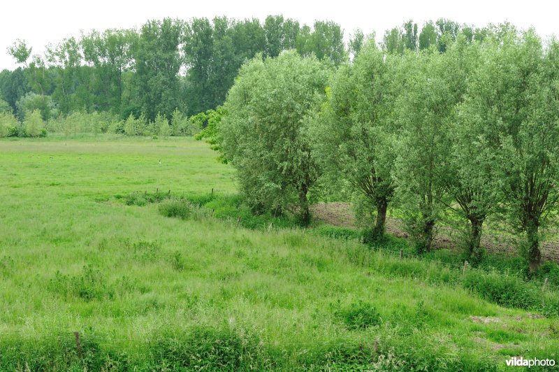 Klein Broek in Temse
