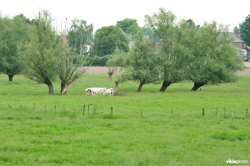 Klein Broek in Temse