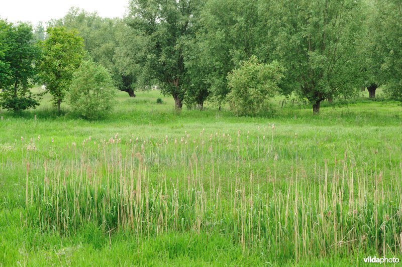 Klein Broek in Temse