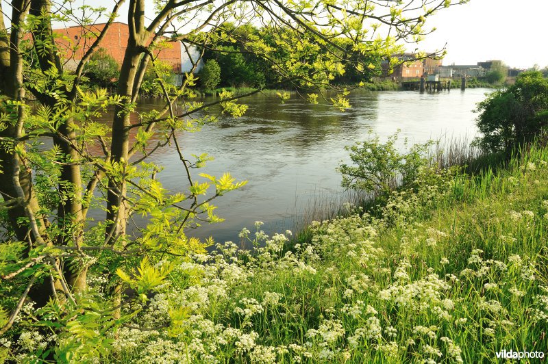 De Schelde te Uitbergen