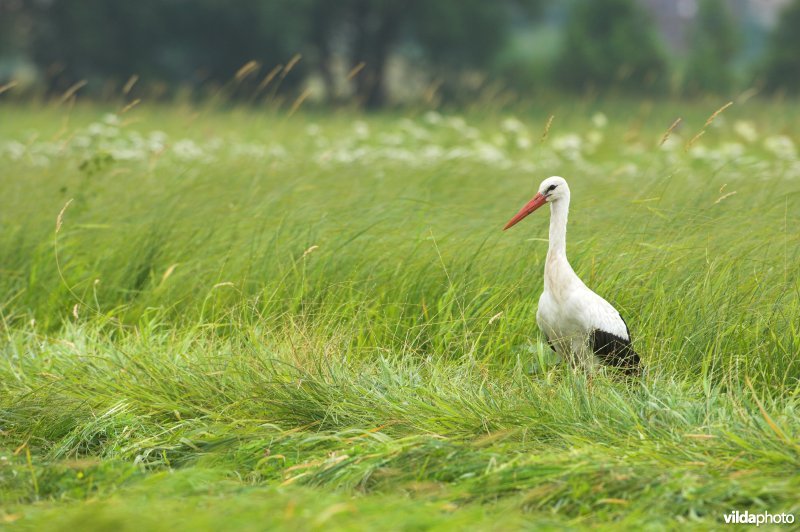 Ooievaar in grasland