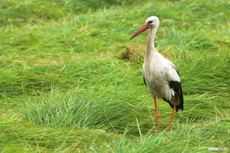 Ooievaar in grasland