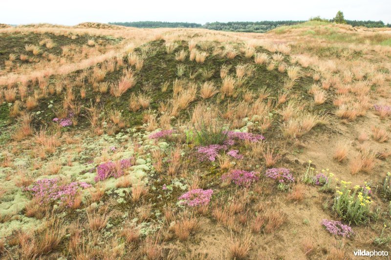 Landduinen in de Narewvallei