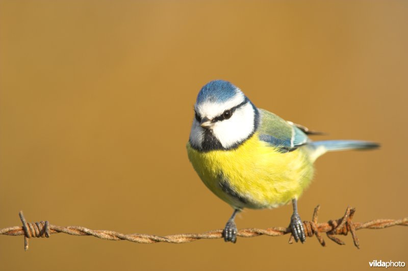 Pimpelmeesje