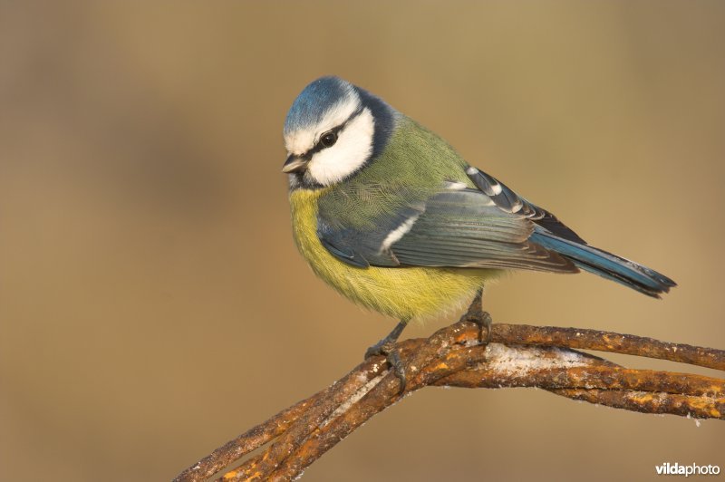 Pimpelmeesje