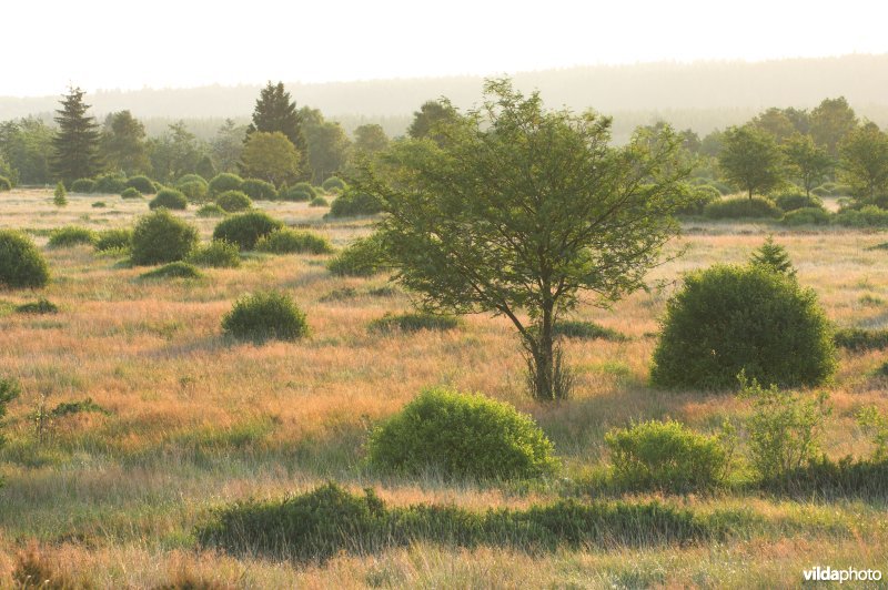 Het Brackvenn