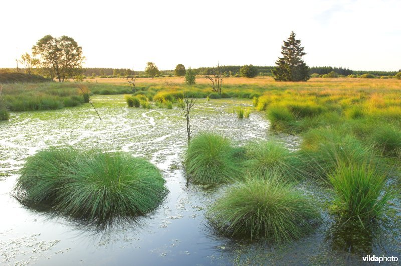 Het Brackvenn