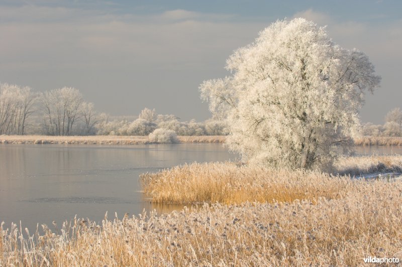 Het natuurreservaat Blankaart berijpt