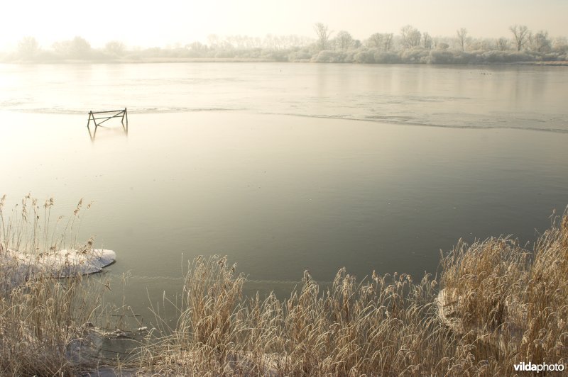 Het natuurreservaat Blankaart berijpt