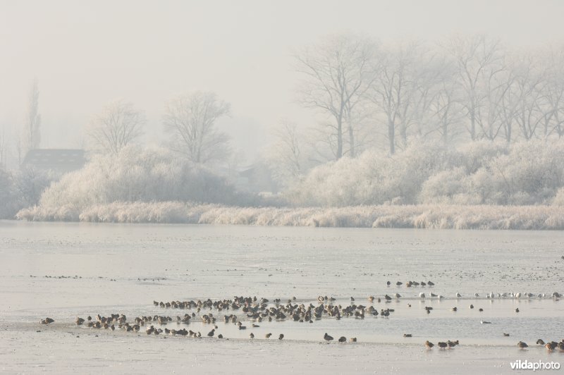Het natuurreservaat Blankaart berijpt