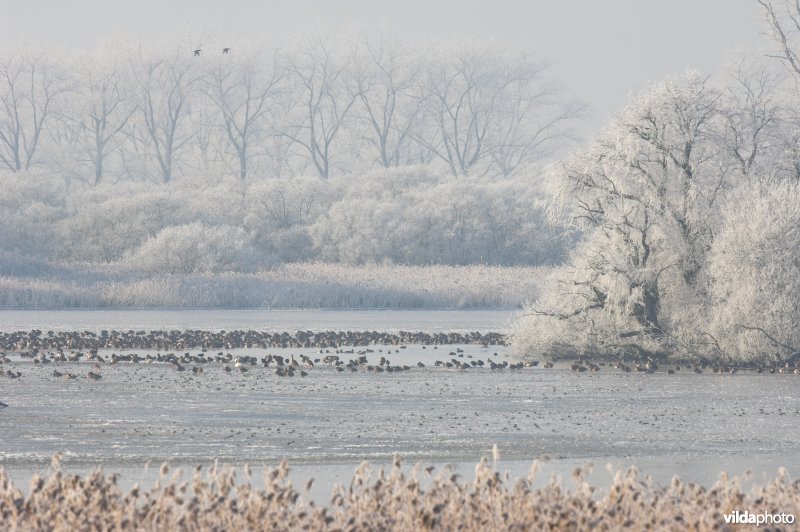 Het natuurreservaat Blankaart berijpt