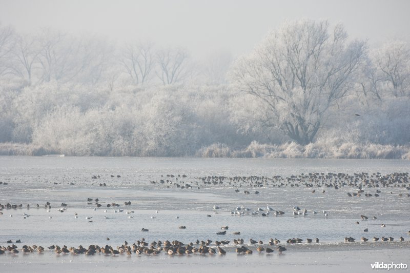 Het natuurreservaat Blankaart berijpt