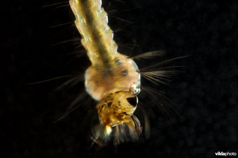 Larve van de Steekmug