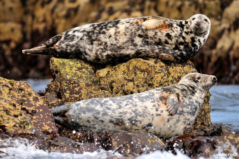 Grijze zeehonden op de troon