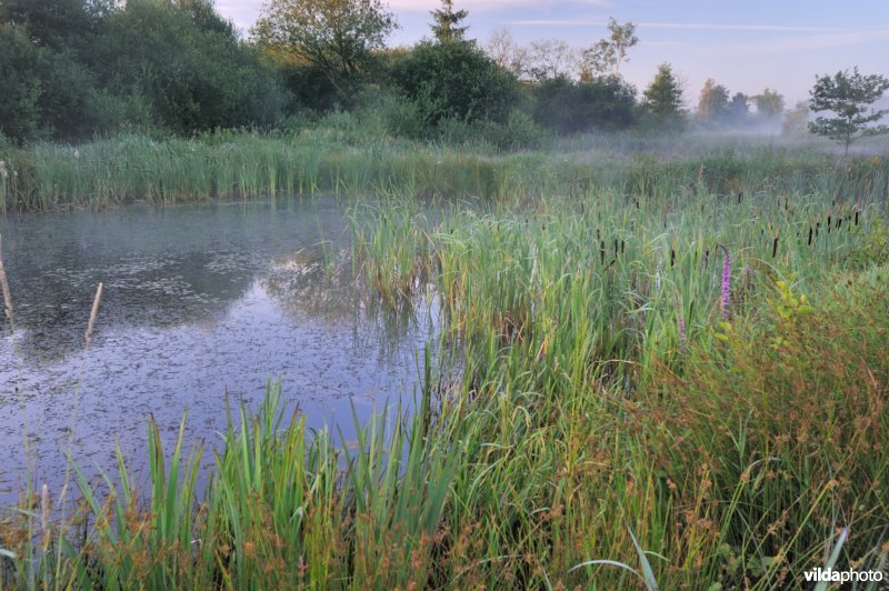 Visvijvertjes omgeving Vierkensbroek