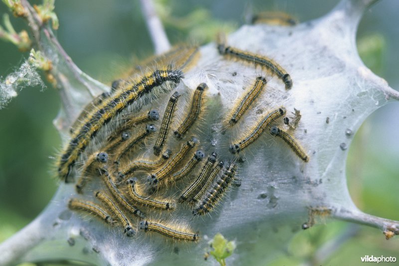 Rups van Stippelmot