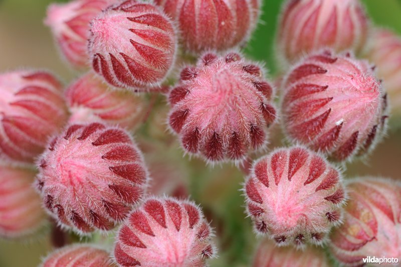 Bloemknoppen van huislook