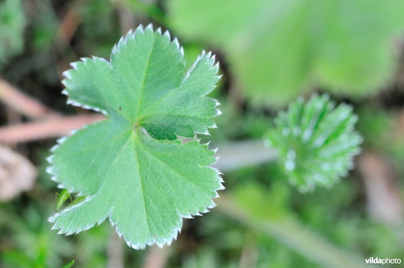 Blauwgroene vrouwenmantel