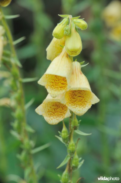 Grootbloemig vingerhoedskruid