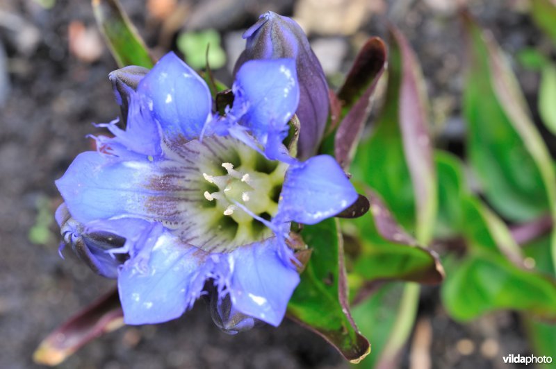 Gentiana septemfida