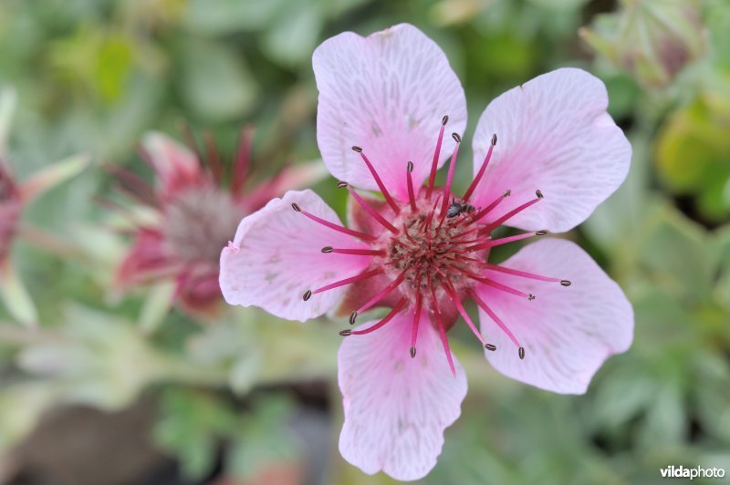 Roze ganzerik